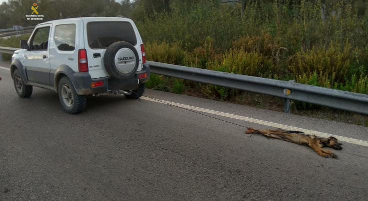 Dog dragged by car