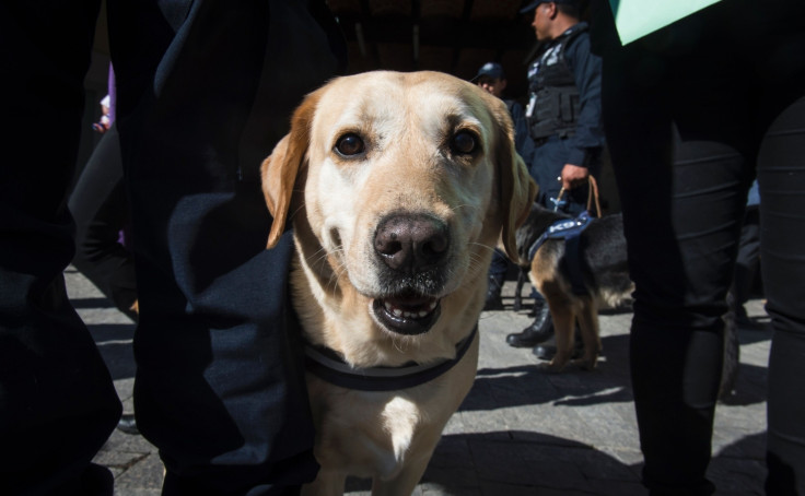 Mexican police dog