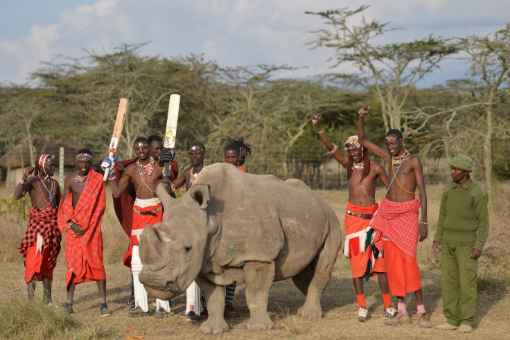Endangered rhino with Maasai warriors in Kenya