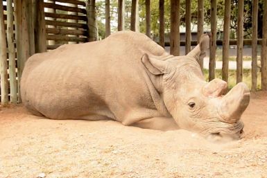 Heartbreaking video shows the last male northern white rhino: 'This is what extinction looks like'