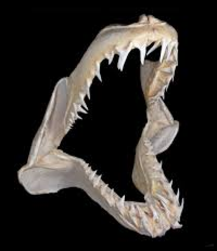 Frilled shark Chlamydoselachus anguineus