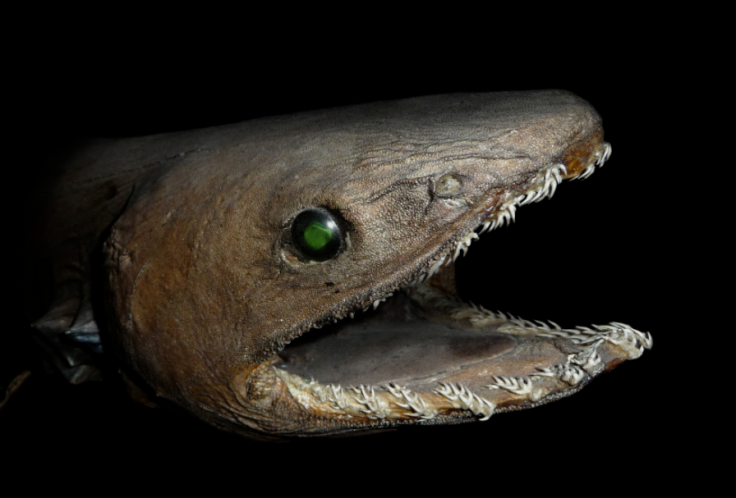 Frilled shark Chlamydoselachus anguineus