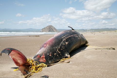 Beached minke whale