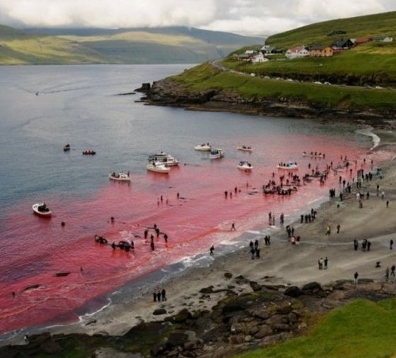 Grindadráp in Faroe Islands