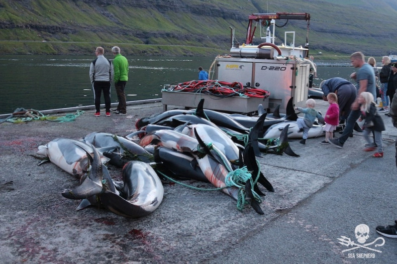 Dolphins killed in Faroe Islands