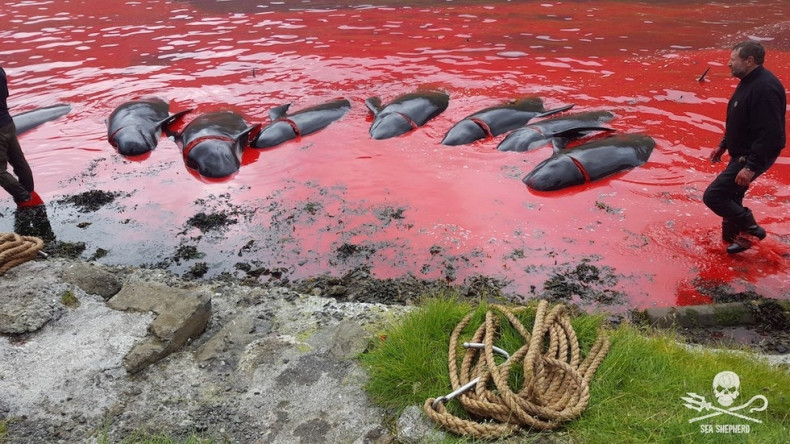 Dolphins killed in Faroe Islands