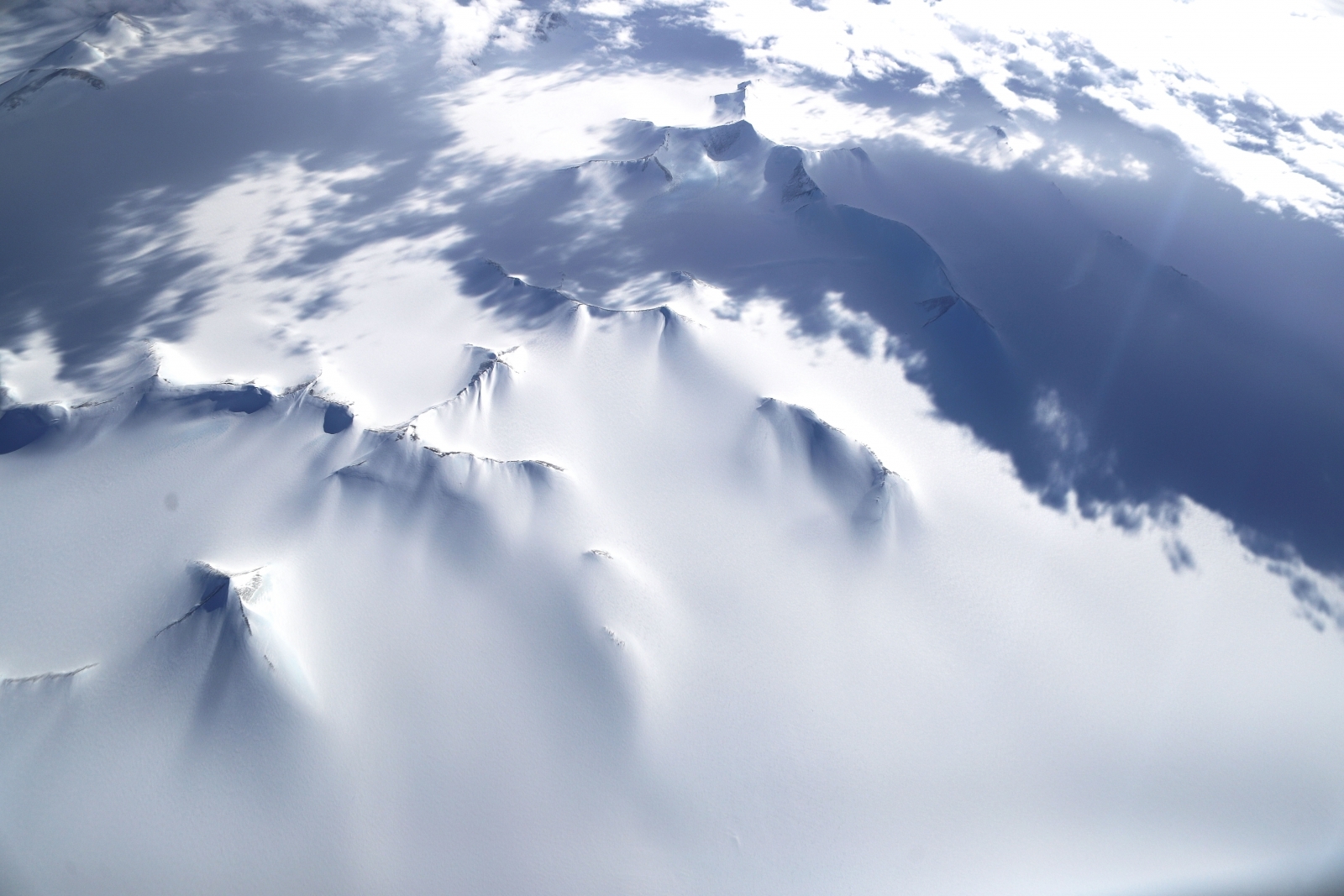 260-million-year-old fossils reveal Antarctica had tree ...