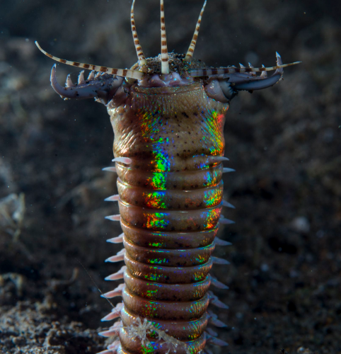 Blue Planet 2 viewers terrified by 'alien' Bobbit worm named after wife ...