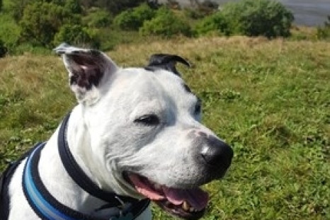 Scotland's happiest dog Buster