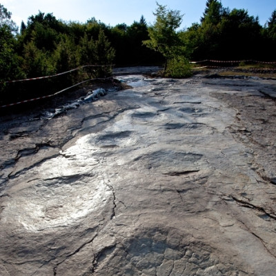 Longest dinosaur tracks