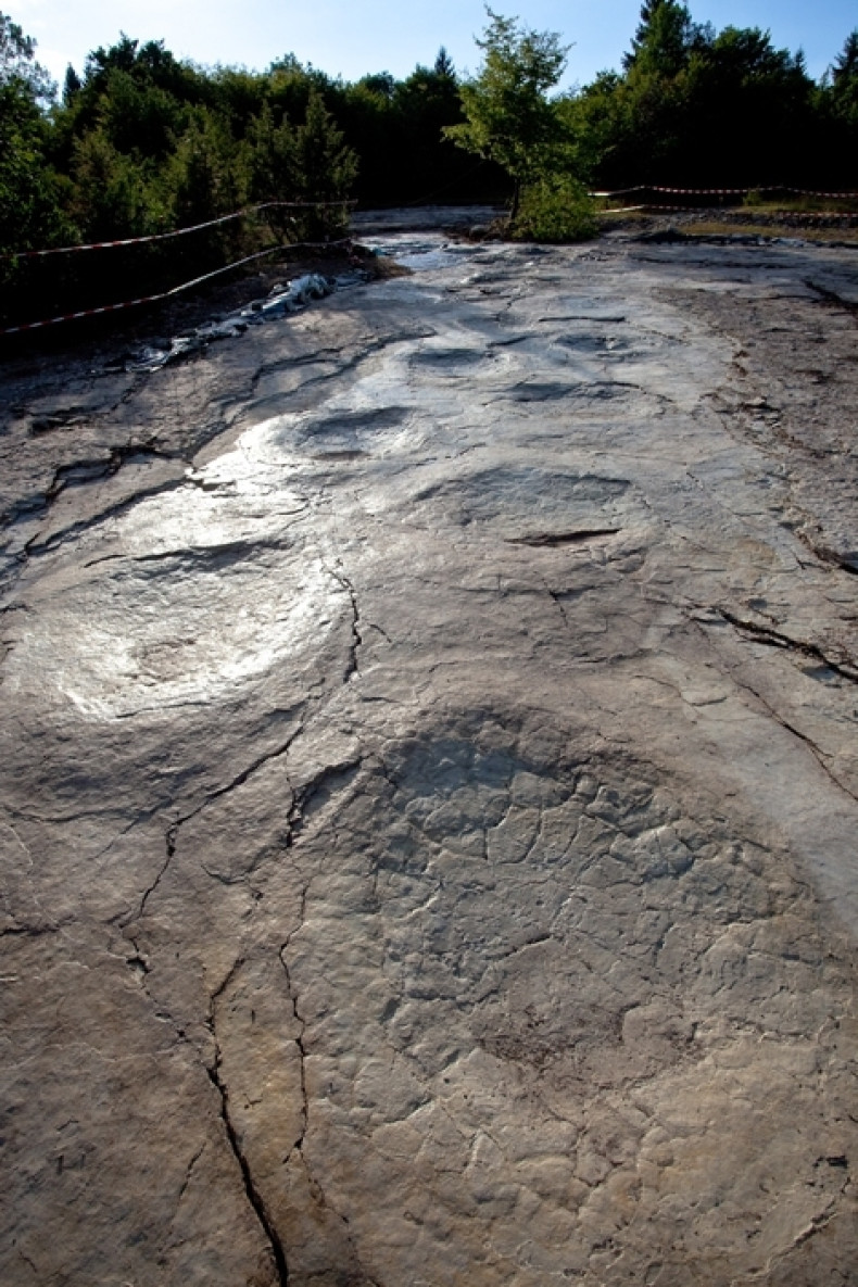 Longest dinosaur tracks