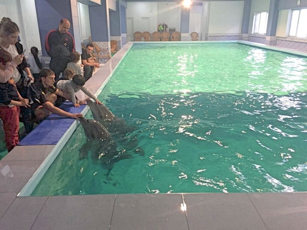 Hotel keeps dolphins in tiny swimming pool as 'therapy' for children