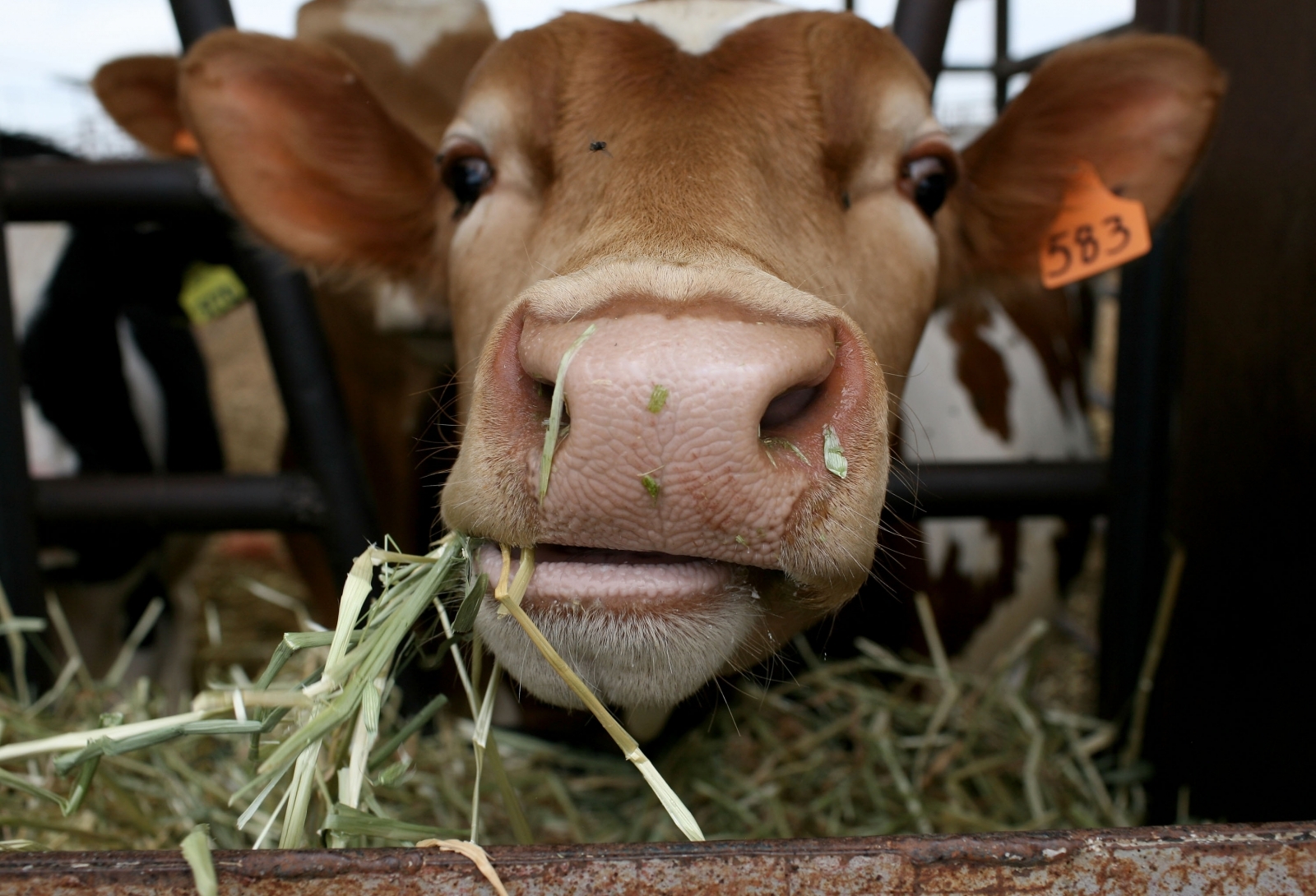 Des milliers de vaches meurent au Kansas à cause de la chaleur extrême