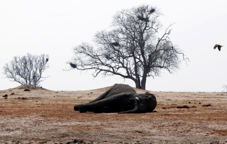 Elephant trophy Africa