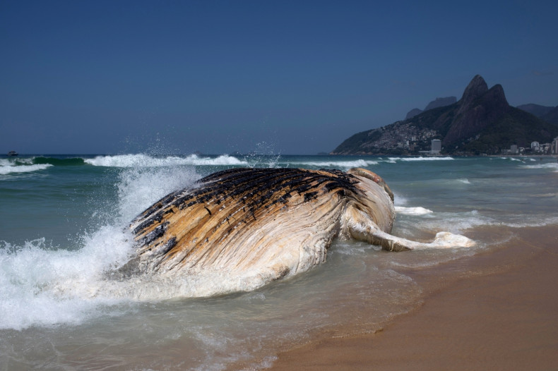 30-ton humpback whale 