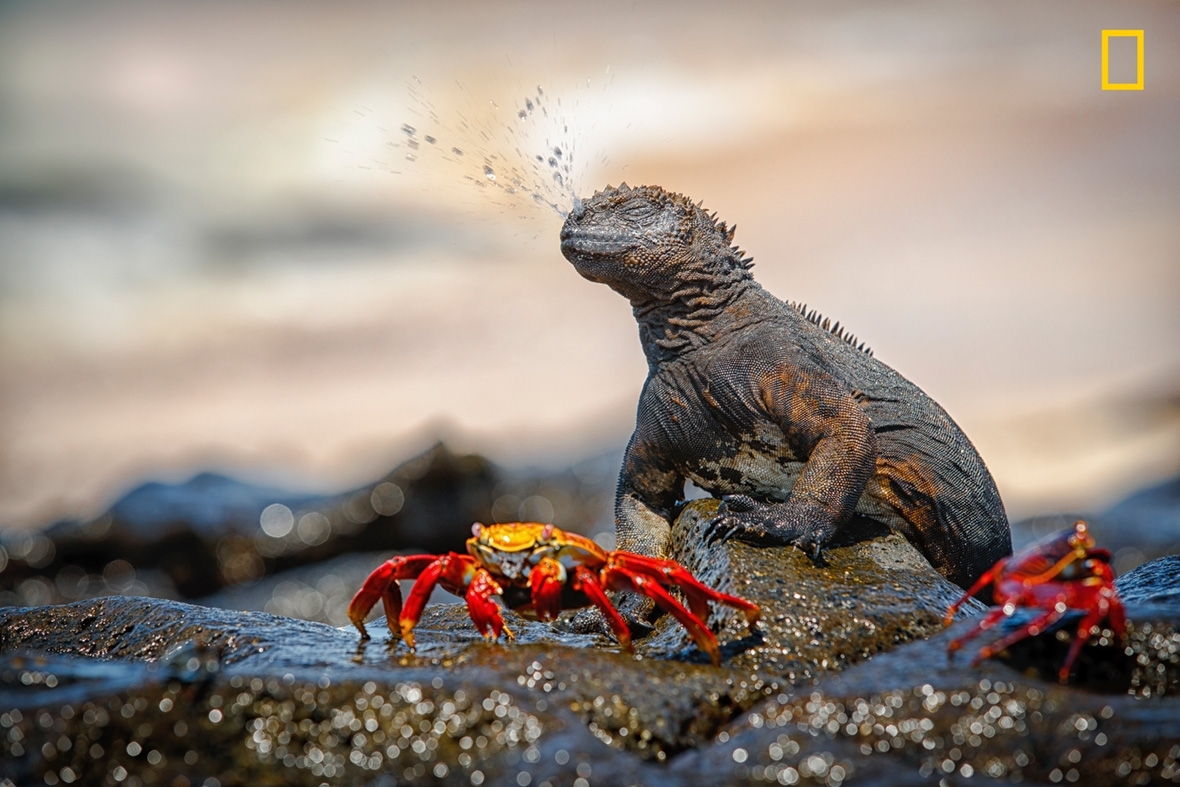 National Geographic Nature Photographer of the Year