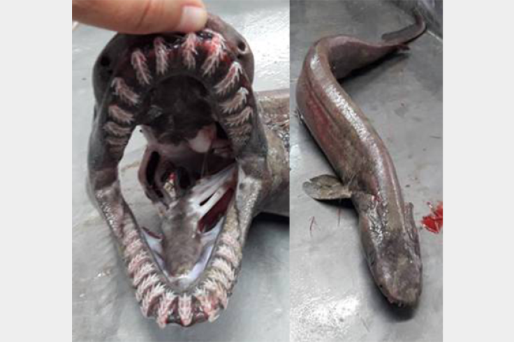 Snake Shark