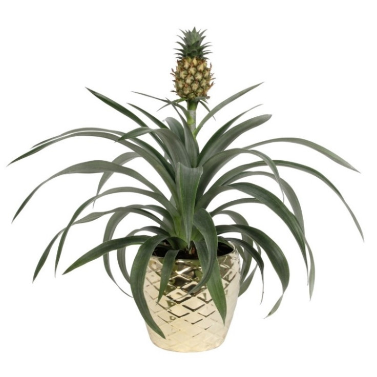 pineapple plant