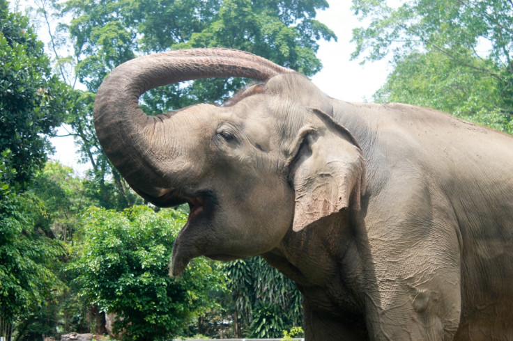 Sumatran Elephant