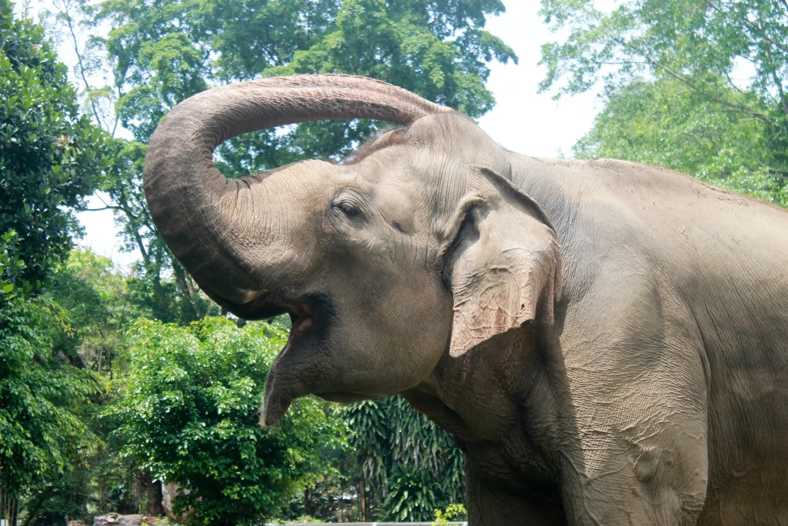 Elephant rips handler into two after being made to work in hot weather - Vimarsana News