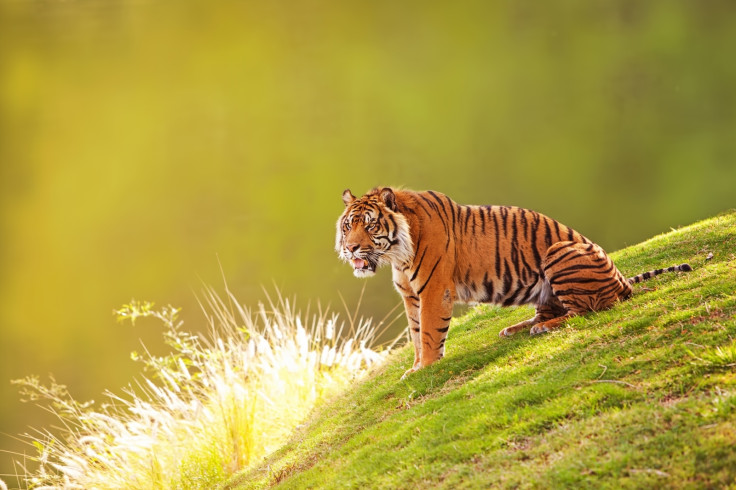 Sumatran tiger