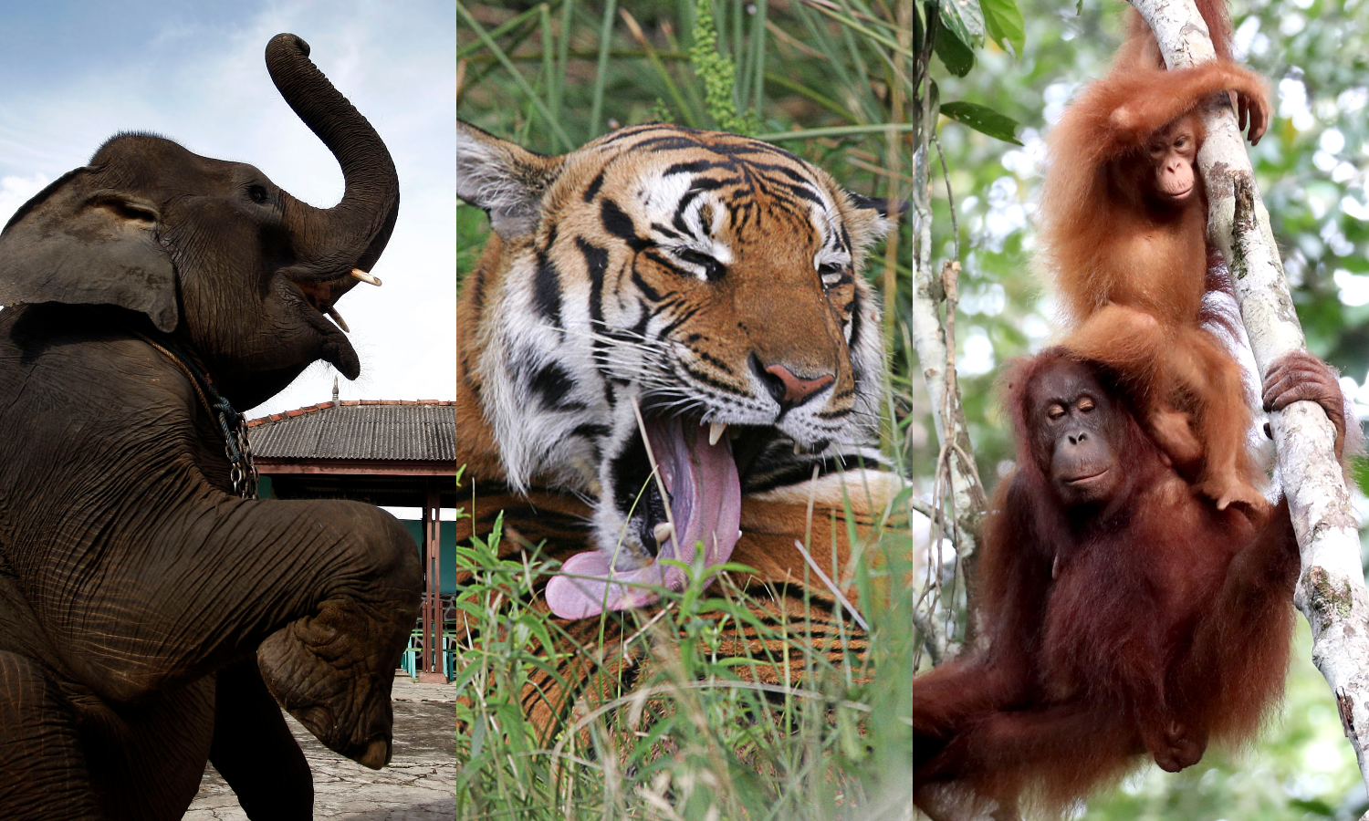 These are the world's most endangered animals, and they are being wiped