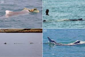 Dolphin mating behaviour