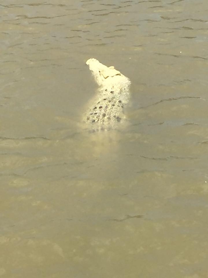 Pearl rare white crocodile