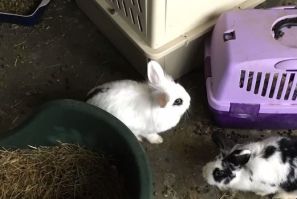 Neglected rabbits found in Danish apartment