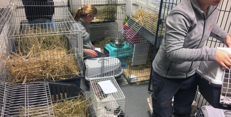 Neglected rabbits found in Danish apartment