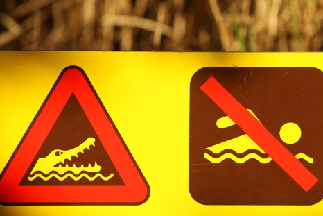 Crocodile swim signs