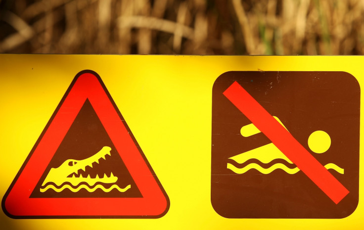 Crocodile swim signs