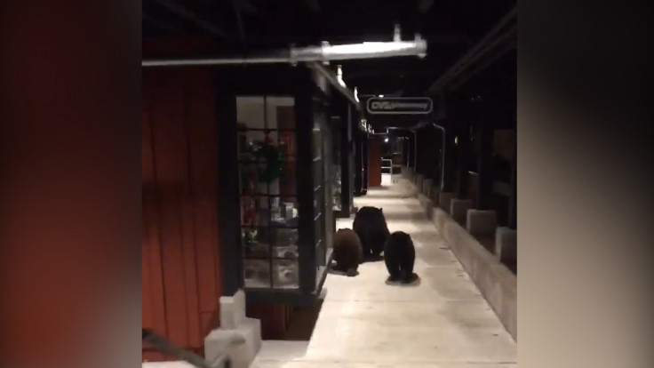 ‘Fleeing Felons’: Watch 3 Bears Run From The Law As Cop Chases Them in California