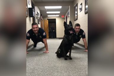 Adorable Police Dog Does Push-Ups With Officers As ‘Eye of the Tiger’ Plays