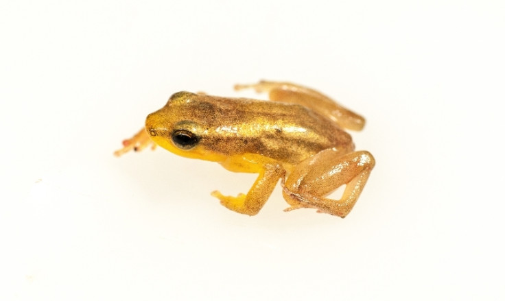 Golden rocket frog