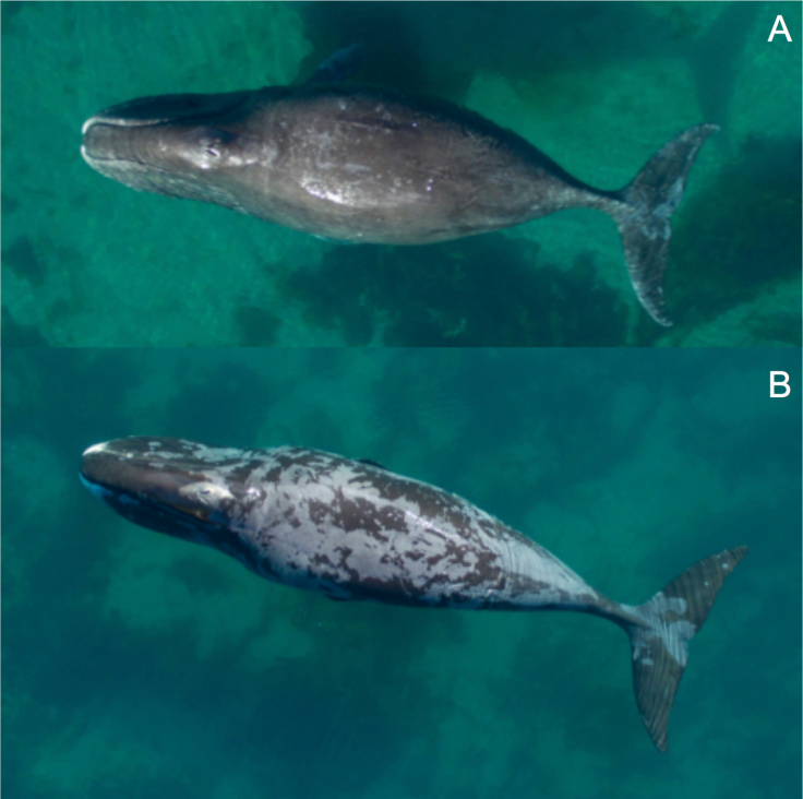 Bowhead whale 