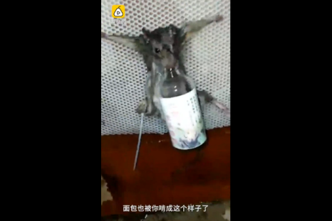 Rat tied up to a plastic mesh board