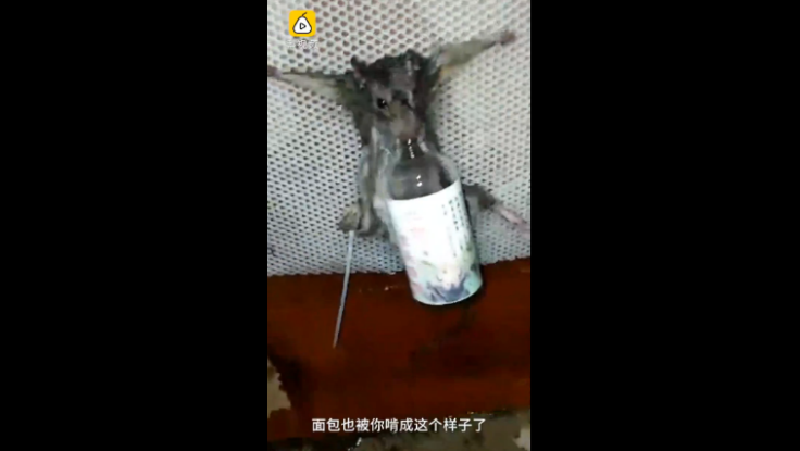 Rat tied up to a plastic mesh board