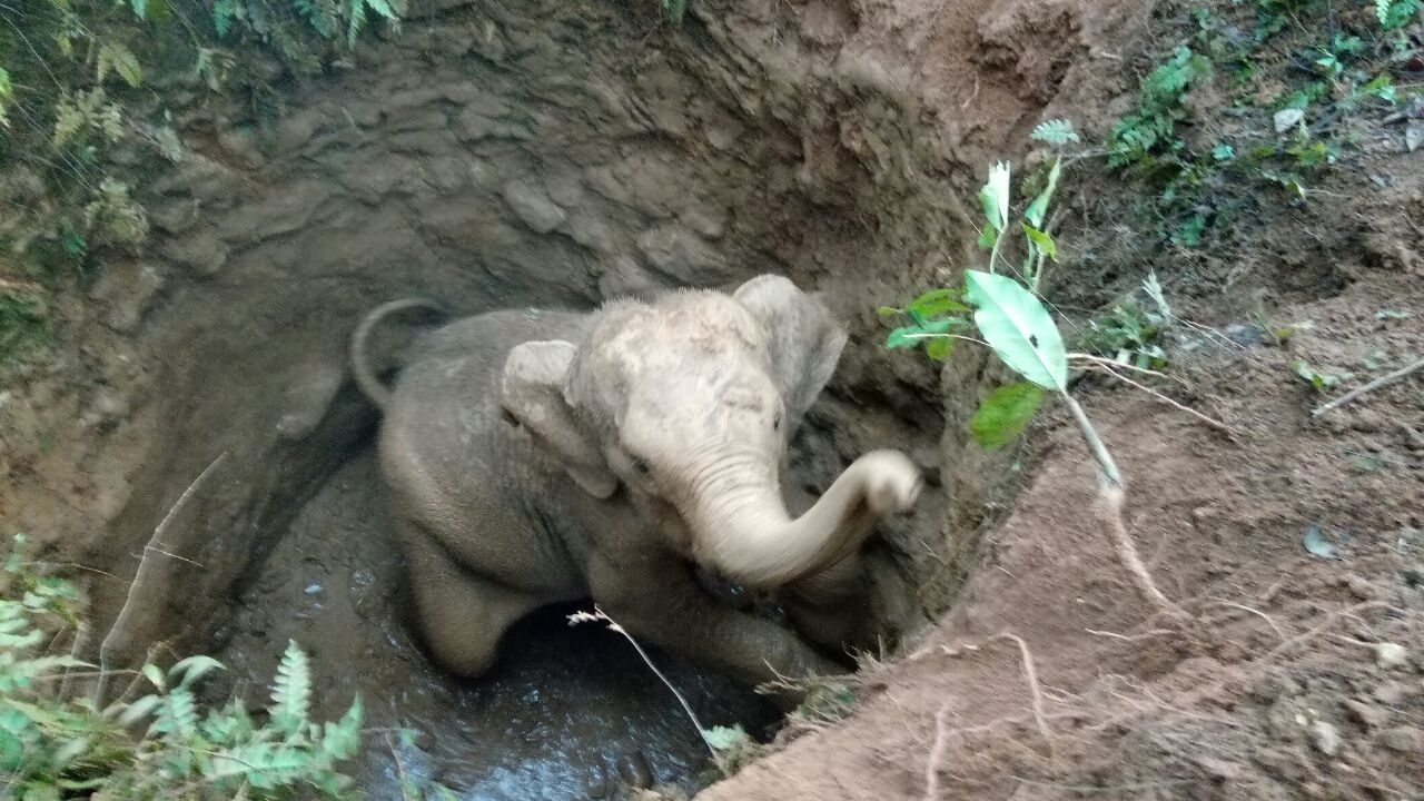 Watch Elephant Offers Trunk Salute After Terrified Calf Rescued From