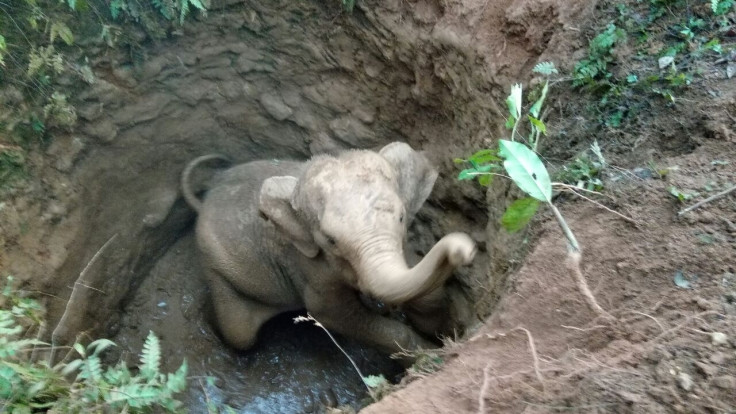 elephant rescue