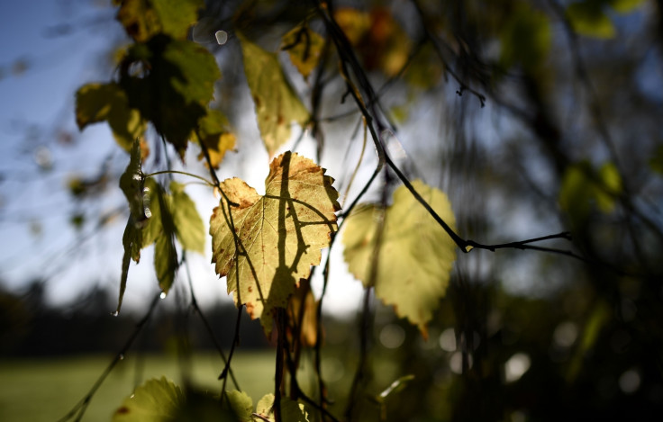 Plants