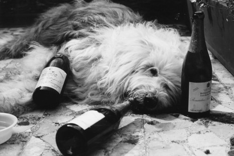 Dog lying next to bottles of champagne