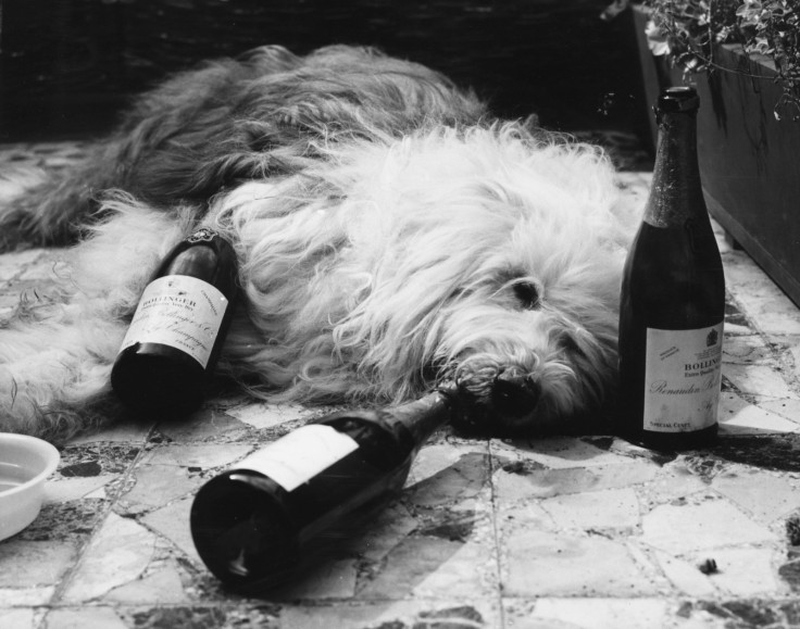 Dog lying next to bottles of champagne