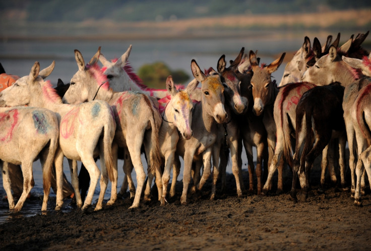 Indian donkeys