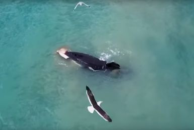 Orca captures stingray in New Zealand bay