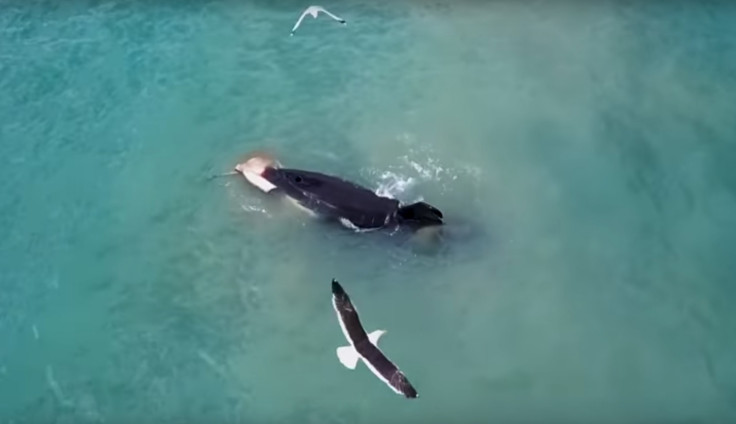 Orca captures stingray in New Zealand bay