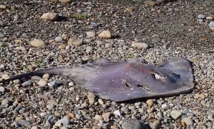 Stingray in New Zealand after orca attack