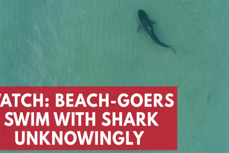 Watch: Beach-Goers Swim With Shark Unknowingly 
