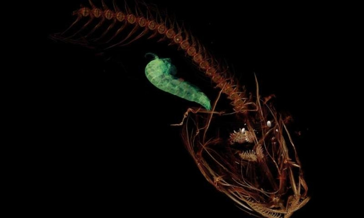 CT scan of the Mariana snailfish