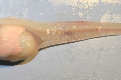 Mariana snailfish